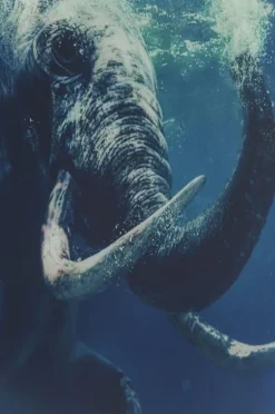 Obraz Glass Swimming Elephant 180x120 Cm Kolorowy