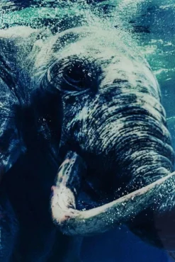 Obraz Glass Swimming Elephant 180x120 Cm Kolorowy