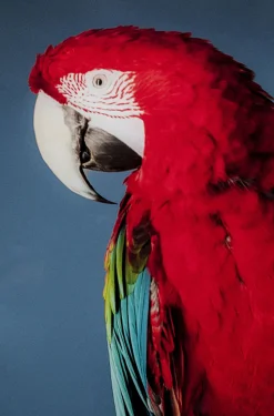 Obraz Twin Parrot 80x120 Cm