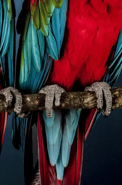 Obraz Twin Parrot 80x120 Cm