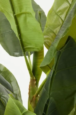 Roślina Dekoracyjna Banana Tree 180 Cm