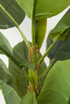 Roślina Dekoracyjna Banana Tree 180 Cm