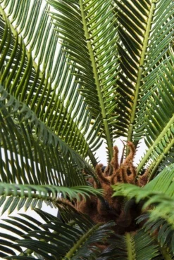 Roślina Dekoracyjna Cycas Tree 40x78 Cm