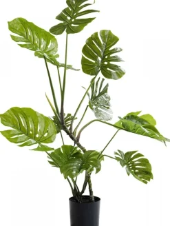 Roślina Dekoracyjna Monstera 110 Cm