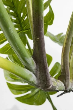 Roślina Dekoracyjna Monstera 110 Cm