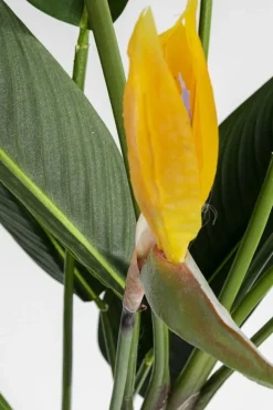 Roślina Dekoracyjna Paradise Flowers 190 Cm