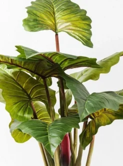 Roślina Dekoracyjna Rainforest Red 170 Cm Kolorowa