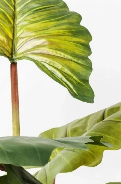 Roślina Dekoracyjna Rainforest Red 170 Cm Kolorowa