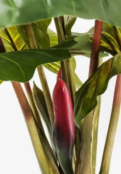 Roślina Dekoracyjna Rainforest Red 170 Cm Kolorowa