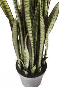 Roślina Dekoracyjna Sansewieria 155 Cm
