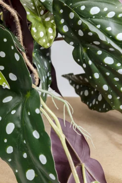 Roślina Sztuczna Do Salonu Begonia 45 Cm
