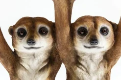 Stolik Meerkat Sisters Ø33 Cm Kolorowy